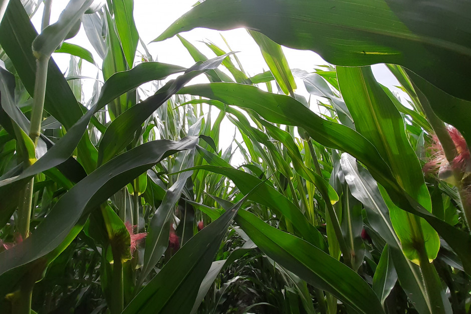 Pogoda w wielu regionach sprzyjała tworzeniu dużej biomasy kukurydzy; Fot. AK