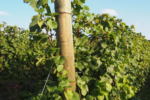 KE publikuje prognozy produkcji wina w UE w sezonie  2021/2022