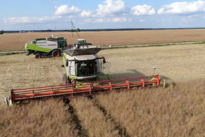 Uprawa, odmiany, nawożenie, plony rzepaku - żniwa w Agro-Farm, cz.2