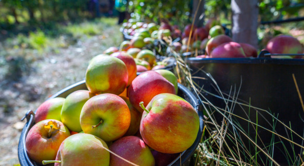 Lewica apeluje do ministra rolnictwa o interwencyjny skup jabłek od sadowników