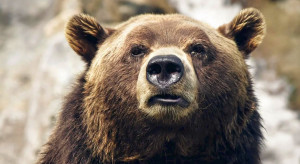 Tatry: 72-latek chciał zrobić selfie z niedźwiedziem; został ugryziony