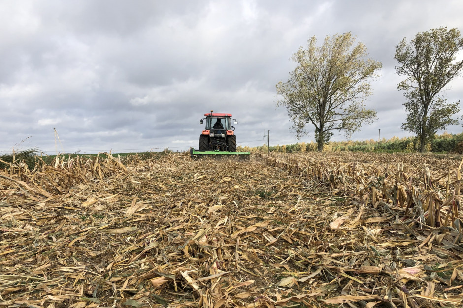 Resztki po zbiorze kukurydzy bywają problematyczne w zagospodarowaniu, ale pozytywnie wpływają na zasobność i właściwości gleby (fot. JŚ-S).