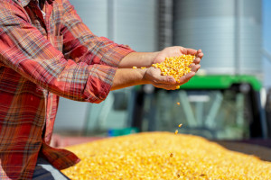 Czy ziarno kukurydzy z Ukrainy zostaje w naszym kraju? Obawa o rynek