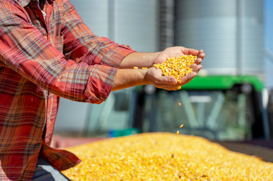 Agreste:  Ilość kukurydzy zebranej we Francji na ziarno ziarno w 2021 r. , w tym kukurydzy nasiennej wyniesie około 14,85 mln ton; Fot Shutterstock
