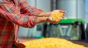 Żniwa kukurydziane się rozkręcają. Co z cenami?