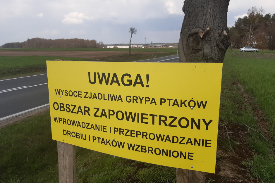 Grypa ptaków w 2021 r. spustoszyła polską produkcję drobiu. fot. PTWP