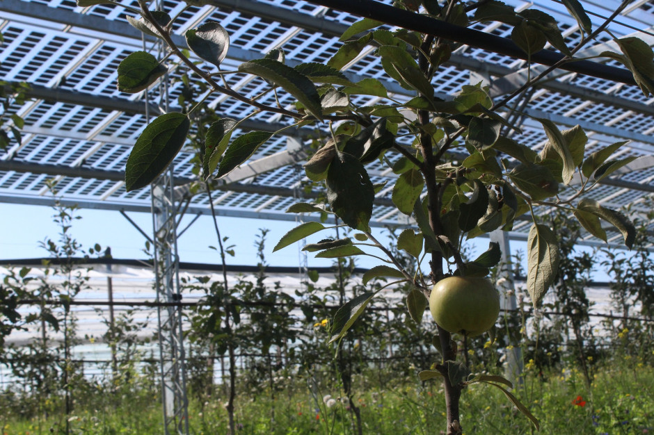 Moduły słoneczne chronią jabłonie przed zbyt silnym nasłonecznieniem i innymi ekstremalnymi warunkami pogodowymi, Foto. Fraunhofer ISE