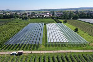 Agrofotowoltaika nie tylko ochroni uprawy przed suszą