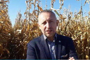 Unijne restrykcje a skuteczna ochrona kukurydzy - czy da się to pogodzić?