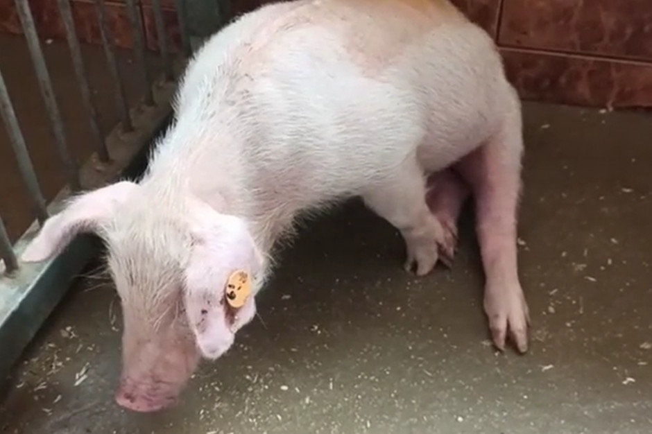 Aktywiści oskarżaja naukowców o torturowanie świń, Foto: VGun dla zwierząt