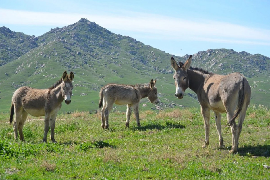 Jedna czwarta wypuszczonych na dzikie pastwiska osłów już padła, Foto: Pixabay/wildburro
