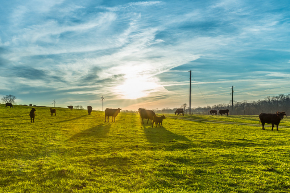 Istnieje możliwość zestawienia dwóch ekoschematów, z interwencją Rolnictwo ekologiczne fot. Shutterstock
