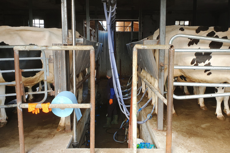 W gospodarstwie państwa Ksionków utrzymywane są obecnie 42 krowy mleczne i ok. 30 jałówek hodowlanych