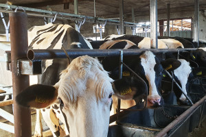 Podczas doju krowy otrzymują dodatkową porcję paszy treściwej, co zachęca je do wchodzenia do hali udojowej
