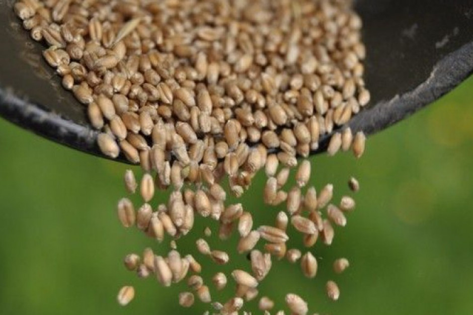 We Francji Stowarzyszenie Producentów Nasion (FNAMS) wezwało do podwyższenia cen nasion i ostrzegło przed wąskimi gardłami w dostawach; Fot.Farmer