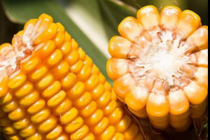 Od nowoczesnych odmian kukurydzy wymaga się coraz więcej