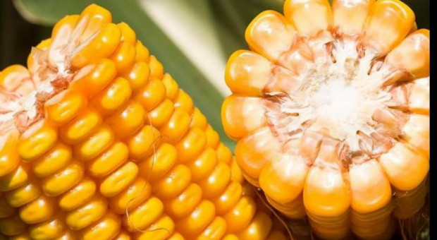 Od nowoczesnych odmian kukurydzy wymaga się coraz więcej
