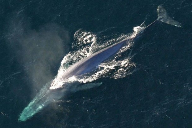 Mięso wielorybów idzie na karmę dla psów albo… do morza