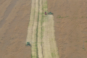 Bułgarskie rolnictwo stawia na uprawę zbóż