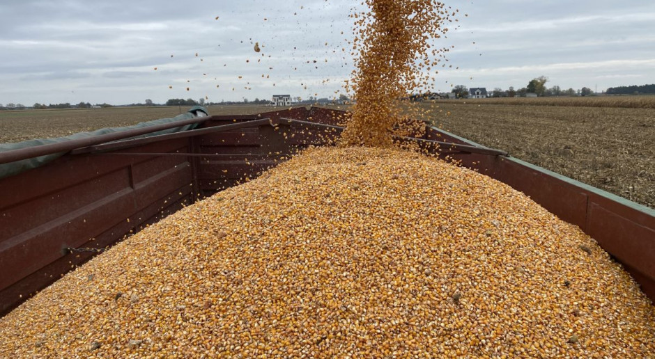 Stawki za zbiór kukurydzy są wszędzie podobne, niestety plony w regionach mocno zróżnicowane, fot.kh