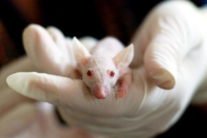Senat za nowelą ustawy o ochronie zwierząt laboratoryjnych