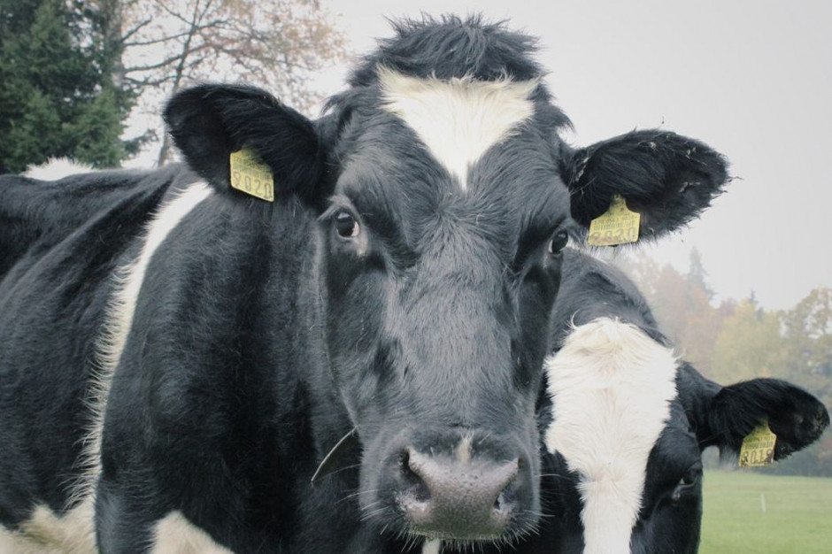 Egzekucji komorniczej nie podlegają stada podstawowe zwierząt gospodarskich, np. bydła, Foto: pixabay