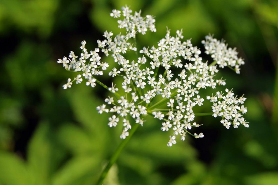GDOŚ aktywnie zwalcza gatunki inwazyjne roślin, tj. barszczSosnowskiego, Foto: Pixabay/Arcaion