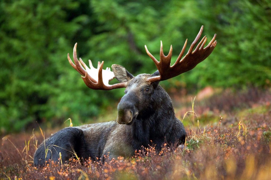 Dla zwierząt leśnych ma być specjalna przeprawa na Mierzei Wiślanej, Foto: Pixabay