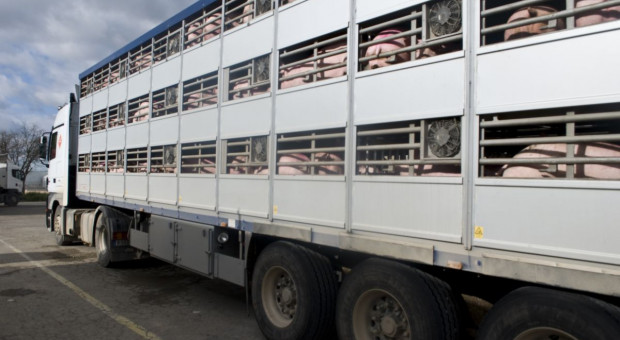 80 proc. hodowców świń ze stref ASF nie spełnia wymogów do obrotu żywcem