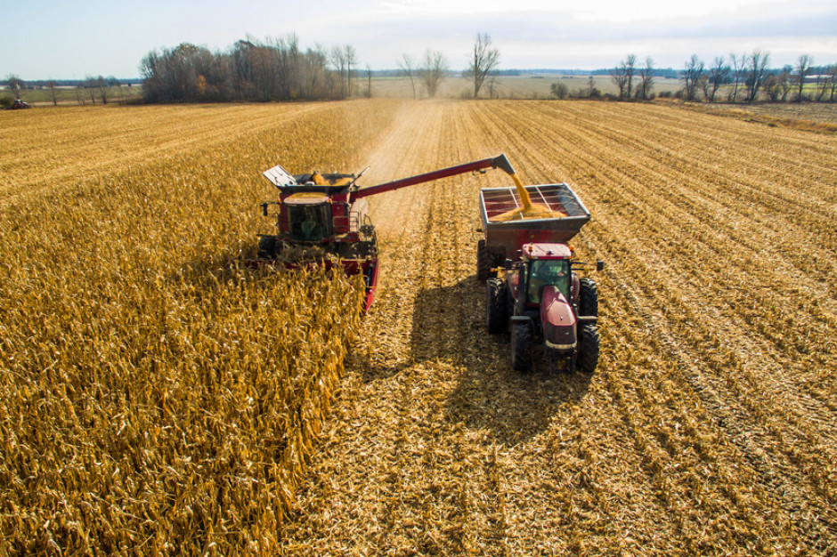 Zbiory kukurydzy w Polsce na ogół przekraczają zapotrzebowanie rynku wewnętrznego, co umożliwia eksport nadwyżek tego zboża, fot. Shutterstock