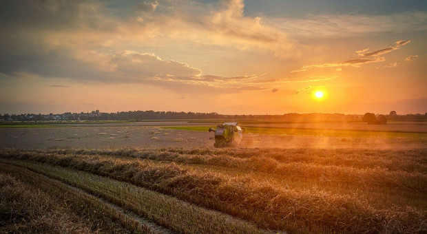 W Rosji zebrano 78 mln ton pszenicy