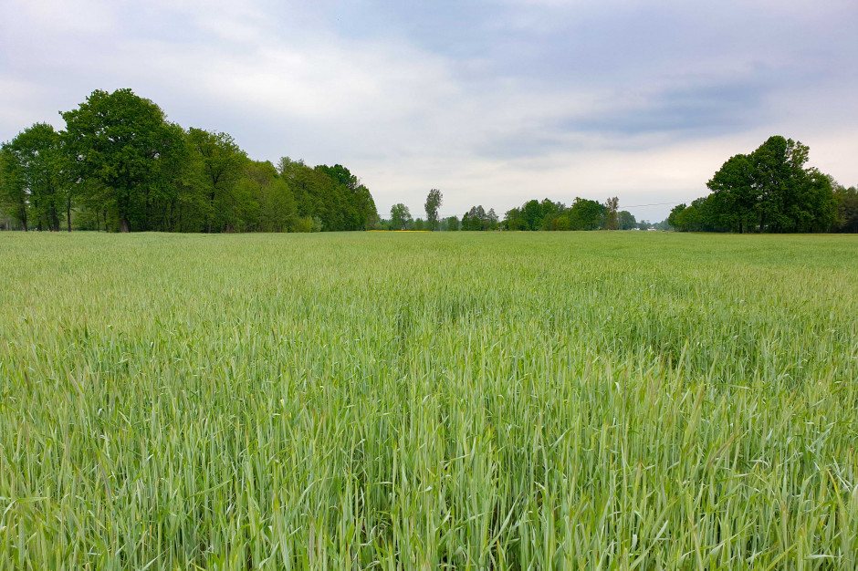W Polsce mierzymy się z problemem zbyt wysokiego udziału zbóż w strukturze zasiewów – często na jednym polu przez wiele lat uprawiany jest po sobie jeden gatunek lub rośliny z tej samej grupy