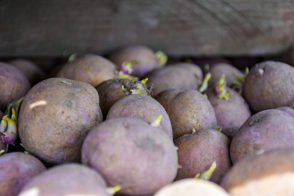 Bulwa ziemniaka, nawet po zbiorze, jest wciąż żywym organizmem, w którym zachodzą określone procesy fizjologiczne i biochemiczne