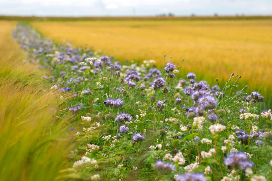 "Dopłaty za kwiaty", czyli pasy kwietne, wynosić będą 4207 zł/ha (fot. Shutterstock).