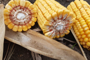 Jakie odmiany kukurydzy marki Dekalb wprowadził Bayer na nowy sezon?