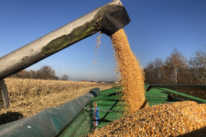 Kukurydza z Dni Pola Farmera już zebrana. Jak plonowała?