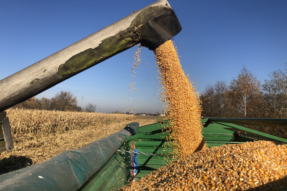 Średni plon ziarna kukurydzy wyniósł 12 t/ha przy zadowalającej wilgotności - około 30 proc. (fot. JŚ-S).
