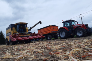 8 odmian kukurydzy na polu u rolnika – jakie plony, jaka wilgotność ziarna?