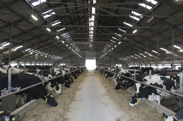 Dyrektywa o emisjach przemysłowych może dotknąć aż 20 proc. gospodarstw hodowlanych – branża interweniuje