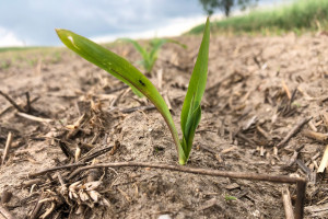 Rozszyfrować liczbę FAO odmian kukurydzy