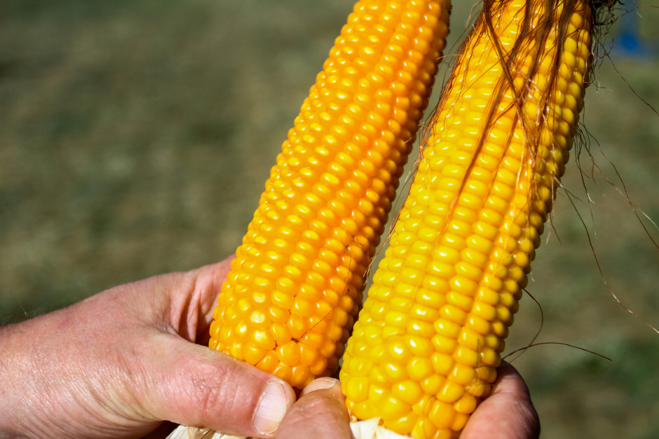 Od początku 2021 r. ceny kukurydzy wykazywały tendencję wzrostową