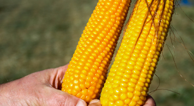 Co stoi za sukcesem kukurydzy w Polsce?
