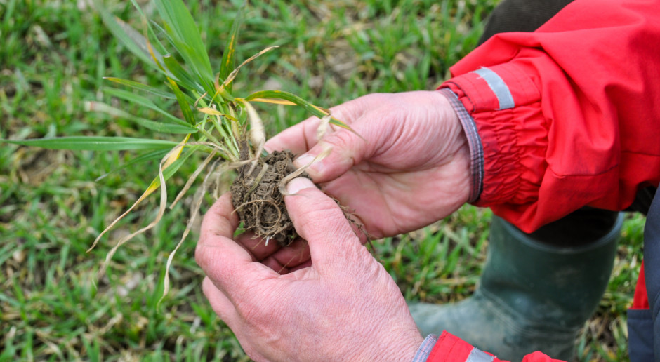 Jak zaoszczędzić na wiosennym nawożeniu pszenicy ozimej azotem?