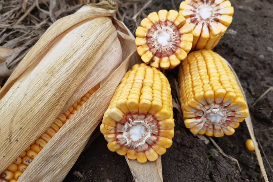 Czy powierzchnia kukurydzy będzie nadal rosła? Fot. A. Kobus