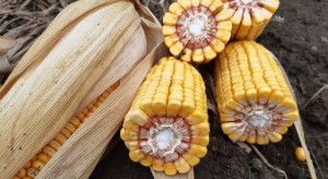 Czy powierzchnia kukurydzy sięgnie 2 mln ha?