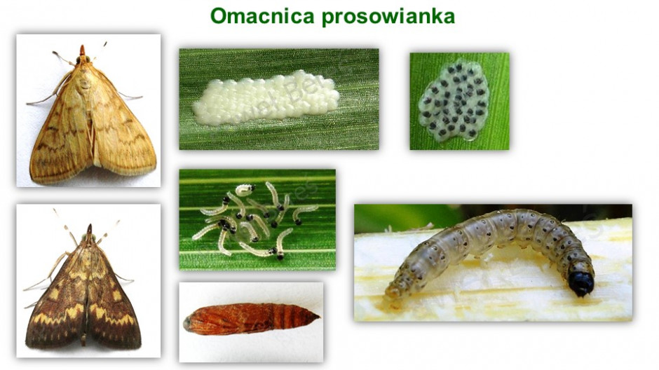 Omacnica prosowianka to ciepłolubny szkodnik, którego stadium szkodliwym są larwy; Fot. P. Bereś 