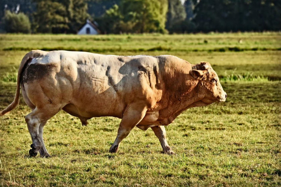 W Brandenburgii rolnik został zmiażdżony przez byka podczas załadunku, Foto: Pixabay/MabelAmber