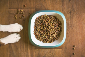 Wielka Brytania: Kary za wprowadzenie diety wegetariańskiej u psów
