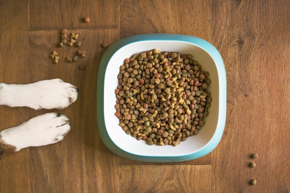 W Wielkiej Brytanii obowiązują dotkliwe sankcje prawne za wprowadzenie diety wegetariańskiej u psów; Fot.pixabay.com