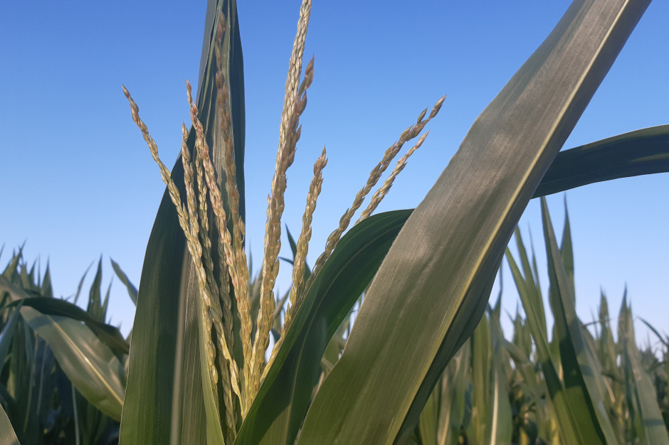 Kukurydza nie jest uprawą, w której zużywa się dużo śor, fot. A. Kobus